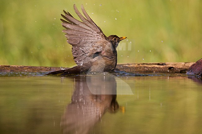 Merel badend in bosvijver; Common Blackbird bading in forestpool stock-image by Agami/Marc Guyt,