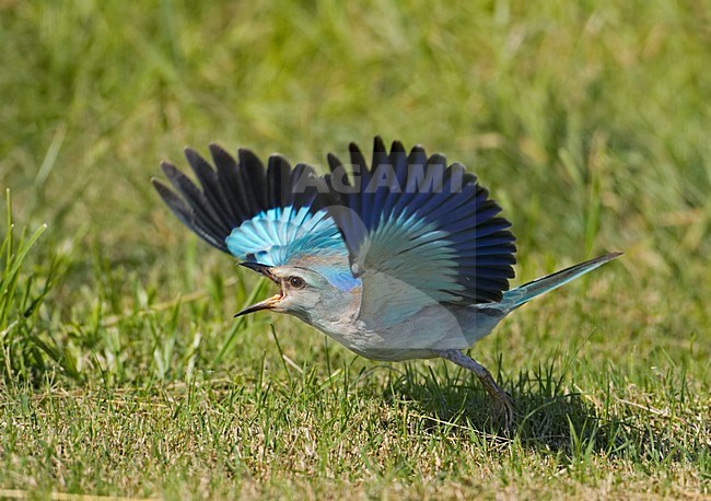 European Roller flying; Scharrelaar vliegend stock-image by Agami/Markus Varesvuo,