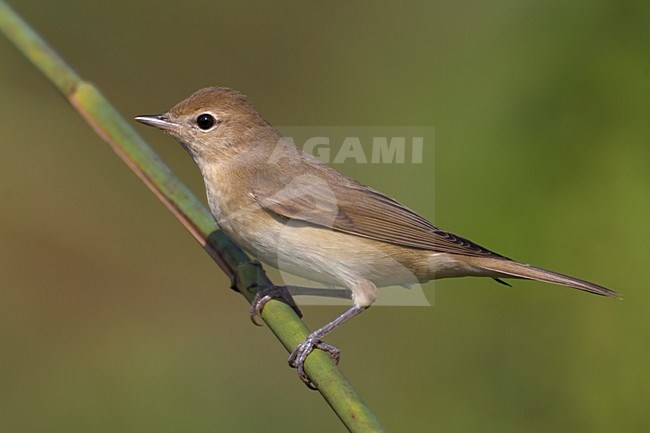 Tuinfluiter in rietsengel; Garden Warbler on reed stem stock-image by Agami/Daniele Occhiato,