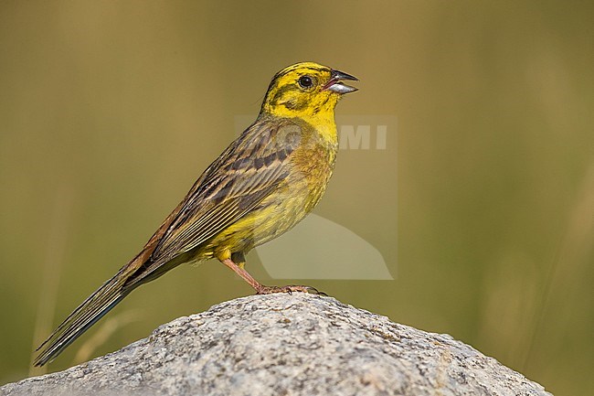 Yellowhammer; Emberiza citrinella stock-image by Agami/Daniele Occhiato,