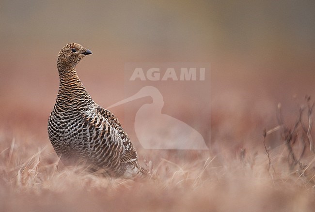Vrouwtje Korhoen; Female Black Grouse stock-image by Agami/Han Bouwmeester,