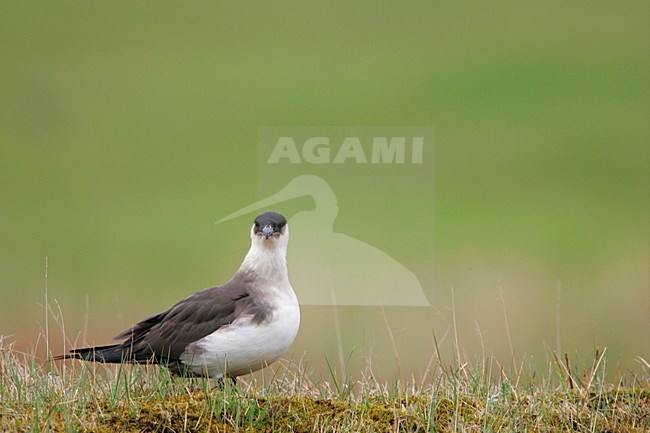 Lichte fase Kleine Jager in tundra; Light morph Parasitic Jaeger in tundra stock-image by Agami/Menno van Duijn,