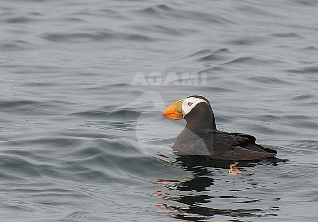 Second summer Tufted puffin (Fratercula cirrhata) at sea off the coast of the United States. stock-image by Agami/Steve Howell,