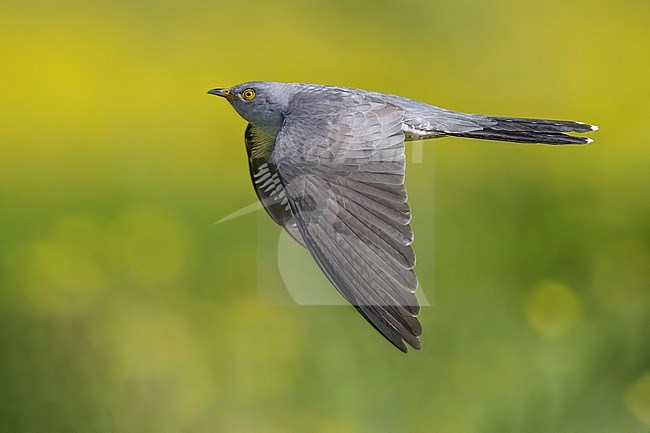 Common Cuckoo (Cuculus canorus) in Italy. stock-image by Agami/Daniele Occhiato,