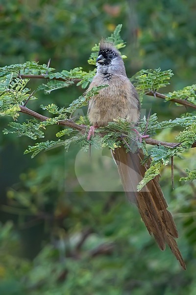 Red-backed Mousebird (Colius castanotus) sitting on a branch in Angola. stock-image by Agami/Dubi Shapiro,
