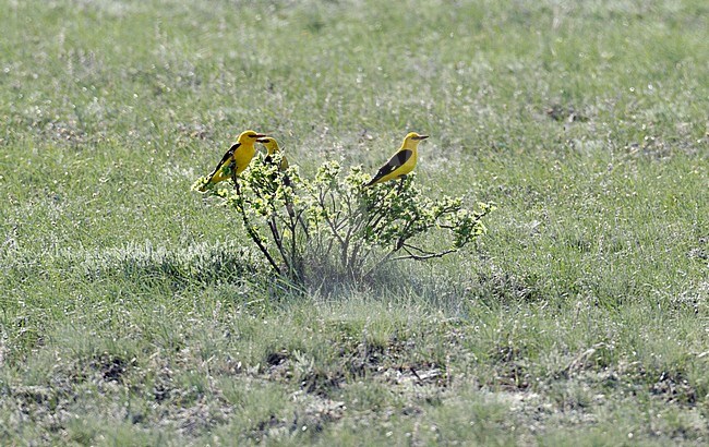 Wielewaal; Golden Oriole; Oriolus oriolus stock-image by Agami/Dick Forsman,