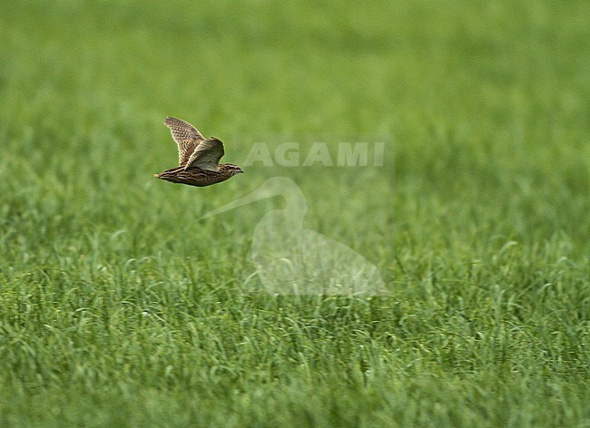 Common Quail (Coturnix coturnix) in flight over green meadow in the Netherlands during summer. stock-image by Agami/Fred Visscher,