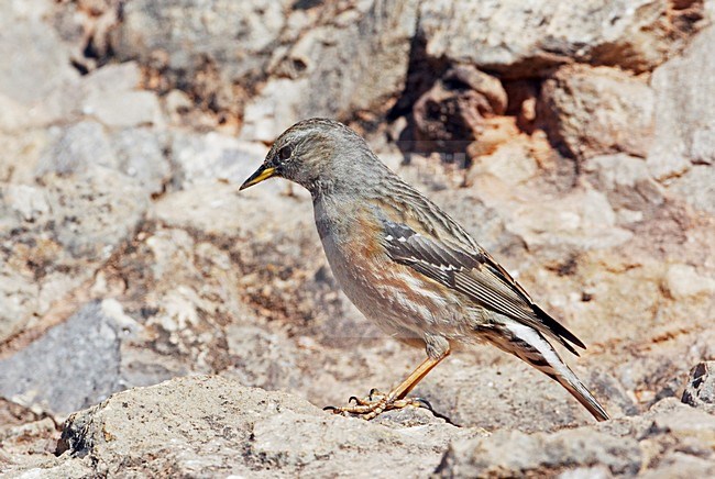 Alpenheggemus foeragerend boven de boomgrens; Alpine Accentor foraging above tree line stock-image by Agami/Markus Varesvuo,