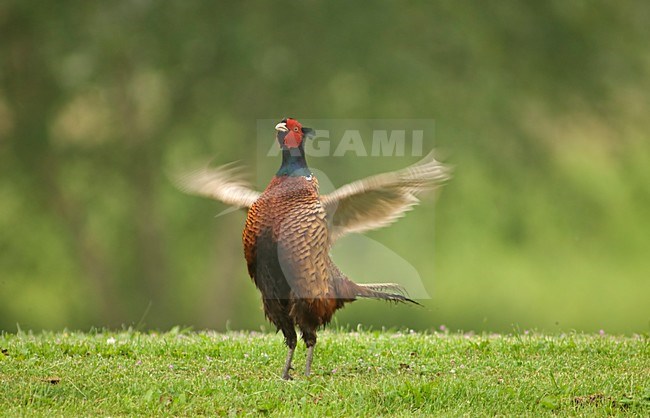 Common Pheasant adult male displaying, Fazant adult mannetje baltsend stock-image by Agami/Wil Leurs,