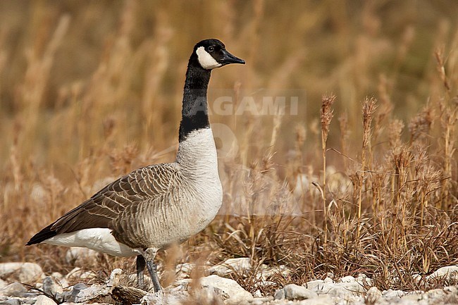 Adult 
Kendall Co., TX
January 2009 stock-image by Agami/Brian E Small,