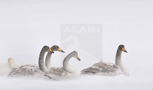 Wilde Zwaan groep zittend op sneeuwgrond; Whooper Swan group resting on snow stock-image by Agami/Rob Riemer,