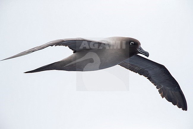 Light-mantled Albatross (Phoebetria palpebrata) flying over the Pacific Ocean between Aucklands islands and Antipodes islands, New Zealand. Seen from the side on eye level. stock-image by Agami/Marc Guyt,
