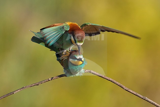 Paartje Bijeneters parend Lesbos Griekenland, European Bee-eater pair mating Lesvos Greece stock-image by Agami/Wil Leurs,