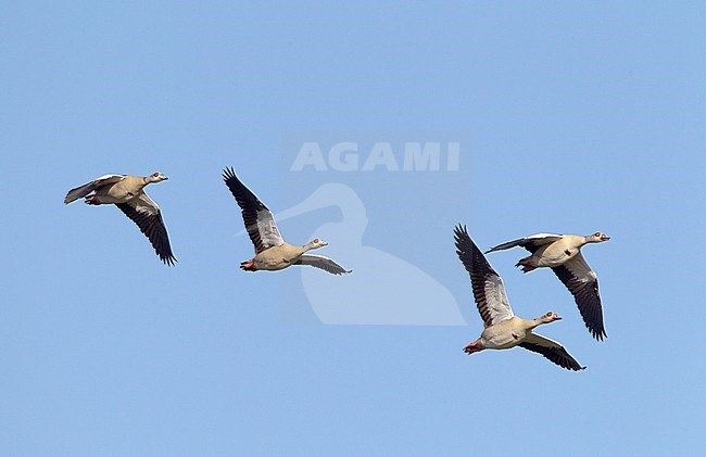 Egyptian goose (Alopochen aegyptiaca) group in flight stock-image by Agami/Roy de Haas,