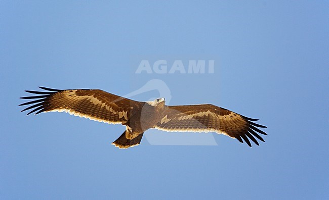 Steppearend in de vlucht; Steppe Eagle in flight stock-image by Agami/Markus Varesvuo,