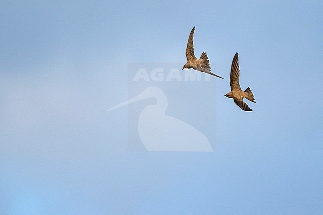 Alpine Swift - Alpensegler - Tachymarptis melba ssp. melba, Germany, adult stock-image by Agami/Ralph Martin,