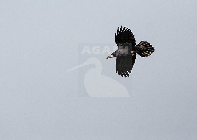 Rook (Corvus frugilegus) in the Netherlands. stock-image by Agami/Marc Guyt,