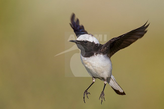 Pied Wheatear - Nonnensteinschmätzer - Oenanthe pleschanka, Kazakhstan, adult male stock-image by Agami/Ralph Martin,