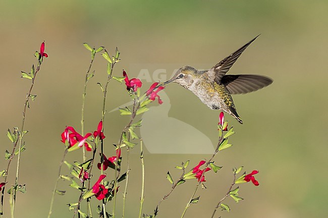 Adult female
Santa Barbara Co., CA
November 2021 stock-image by Agami/Brian E Small,