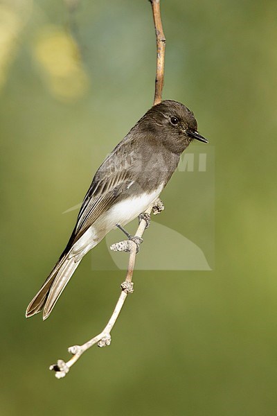 Adult Black Phoebe, Sayornis nigricans
Maricopa Co., Arizona in winter stock-image by Agami/Brian E Small,