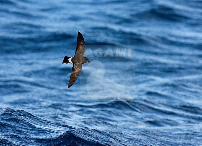 White-bellied Storm Petrel (Fregetta grallaria) off Tristan da Cunha stock-image by Agami/Marc Guyt,