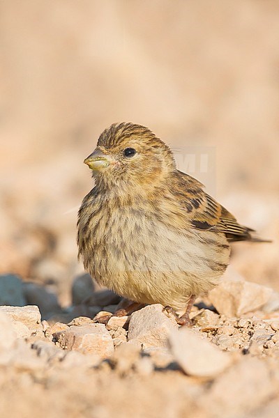 European Serin, Europese Kanarie, Serinus serinus Croatia, juvenile stock-image by Agami/Ralph Martin,