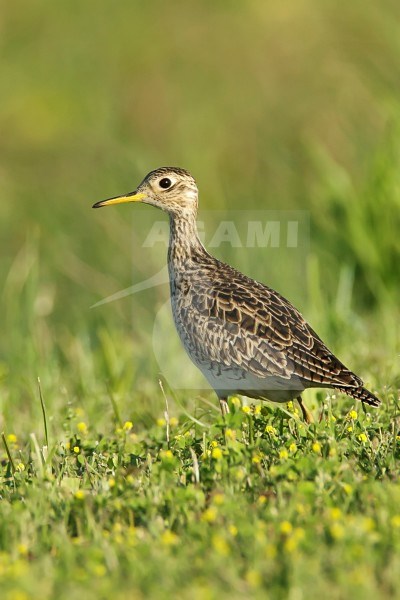 Adult breeding
Galveston Co., TX
April 2007 stock-image by Agami/Brian E Small,