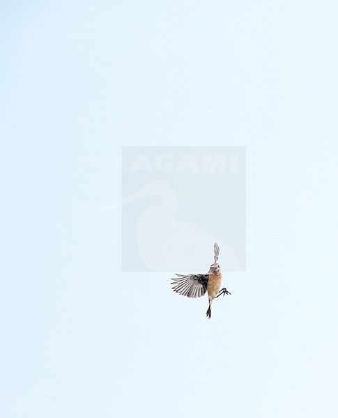 First-winter male Siberian Stonechat (Saxicola maurus) in flight in the dunes on the eastern end of Dutch Wadden Isle Vlieland. stock-image by Agami/Marc Guyt,