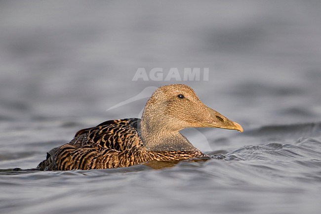 Eider vrouw in water; Common Eider female in water stock-image by Agami/Han Bouwmeester,