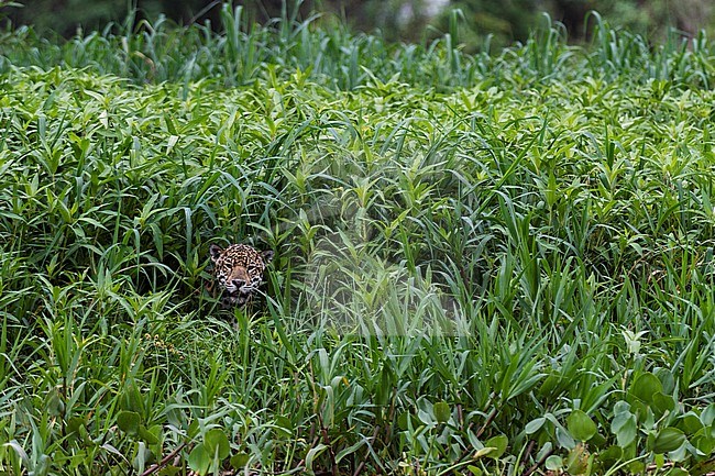 A Jaguar, Panthera onca, hiding in tall grass along the Cuiaba River. Mato Grosso Do Sul State, Brazil. stock-image by Agami/Sergio Pitamitz,