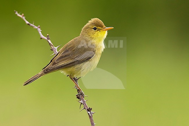 Melodious Warbler (Hippolais polyglotta) in Italy. stock-image by Agami/Daniele Occhiato,