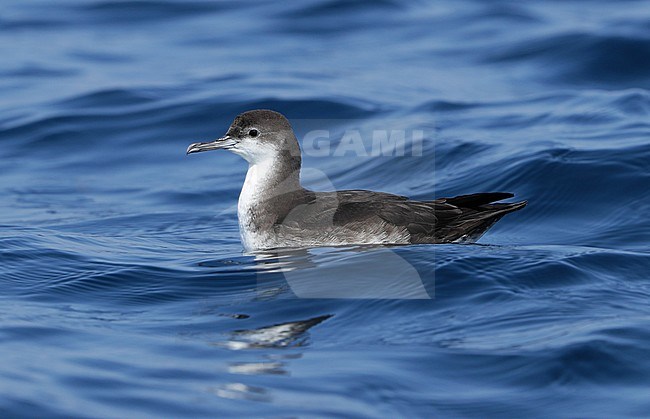 First-year Persian Shearwater (Puffinus persicus) off Mirbat in Oman. Swimming in the sea. stock-image by Agami/Aurélien Audevard,