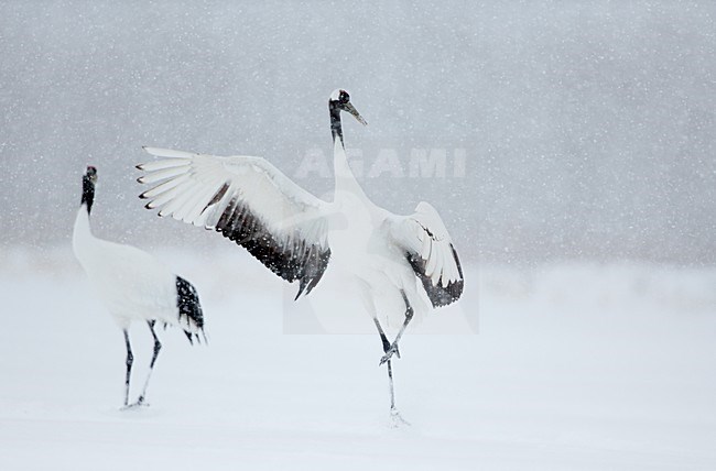 Chinese Kraanvogel vliegend, Red-crowned Crane flying stock-image by Agami/Markus Varesvuo,