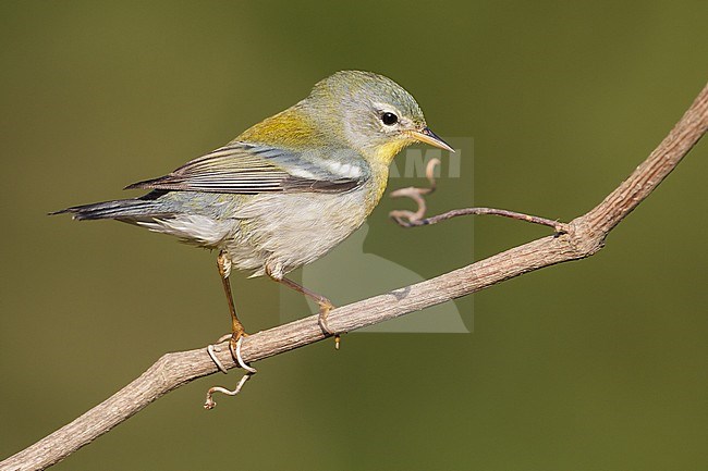 Vrouwtje Brilparulazanger, Female Northern Parula stock-image by Agami/Brian E Small,