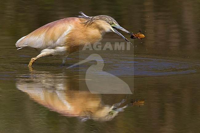 Ralreiger; Squacco Heron stock-image by Agami/Daniele Occhiato,