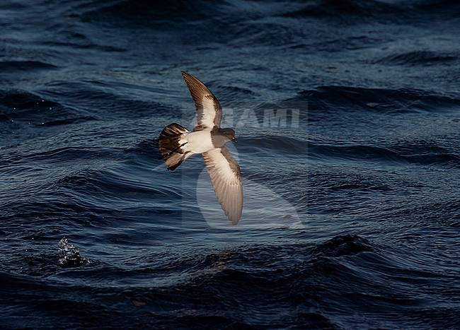 White-bellied Storm Petrel (Fregetta grallaria) at sea in the southern Atlantic ocean. Bounching on the sea surface. stock-image by Agami/Marc Guyt,