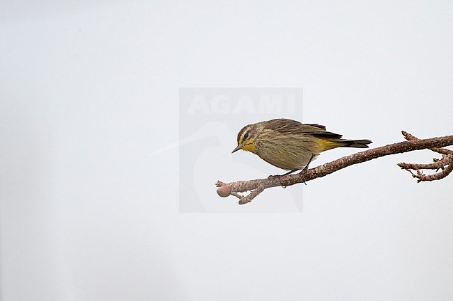 Palm Warbler (Setophaga palmarum) perched on a branch during spring migration at Biscayne NP, Florida, USA stock-image by Agami/Helge Sorensen,