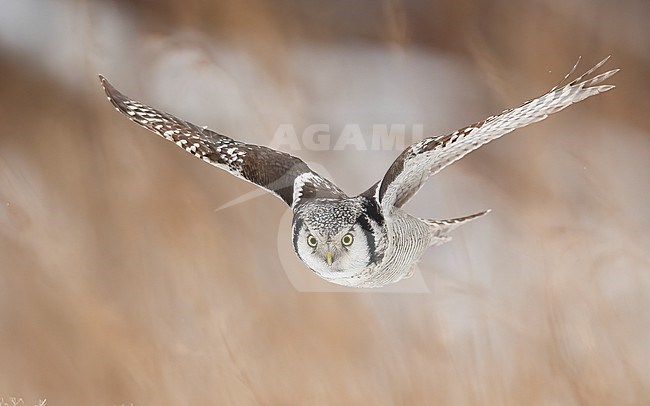 Front view of a Northern Hawk-Owl in flight, Finland stock-image by Agami/Markku Rantala,
