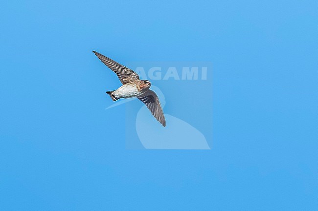 First-winter American Cliff Swallow, Petrochelidon pyrrhonota pyrrhonota) flying over the High Fields, Corvo, Azores, Portugal. stock-image by Agami/Vincent Legrand,