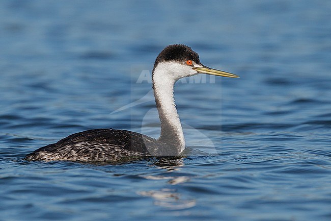 Adult non-breeding
San Diego Co., CA
December 2012 stock-image by Agami/Brian E Small,