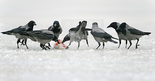 Bonte Kraai foeragerend in de winter; Hooded Crow foraging in winter stock-image by Agami/Markus Varesvuo,