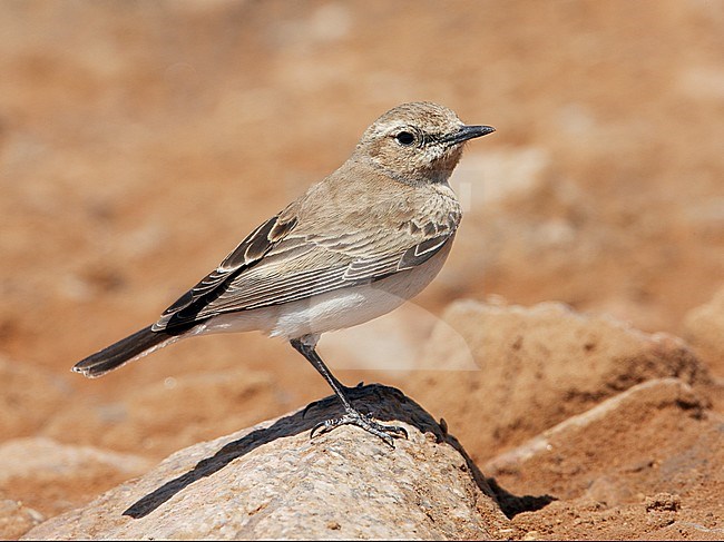 Female Desert Wheatear (oenanthe deserti) perched on a rock in the desert in Morocco. stock-image by Agami/Markus Varesvuo,