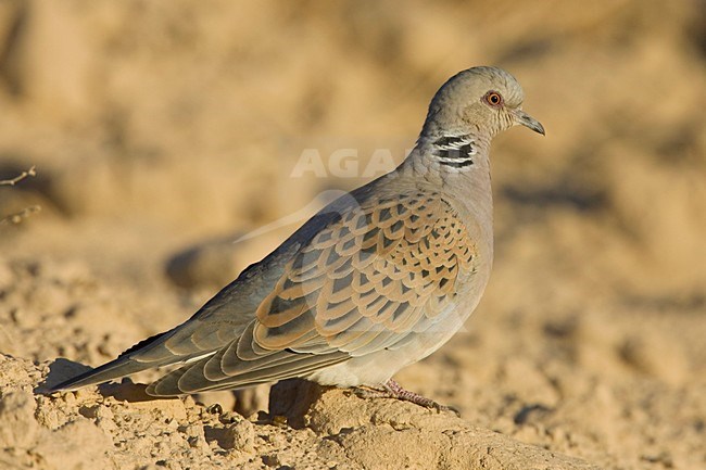 Zomertortel in zit; European Turtle Dove perched stock-image by Agami/Arie Ouwerkerk,