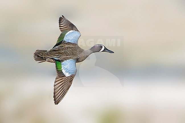 Adult male
Riverside Co., CA
January 2022 stock-image by Agami/Brian E Small,