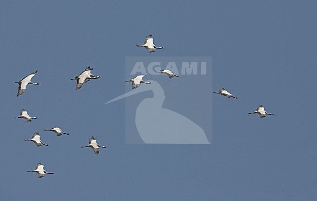 Demoiselle Crane group flying; Jufferkraan groep vliegend stock-image by Agami/Jari Peltomäki,