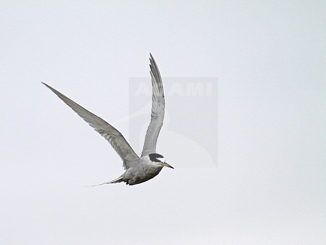 Peruvian Tern (Sternula lorata) in flight. stock-image by Agami/Pete Morris,
