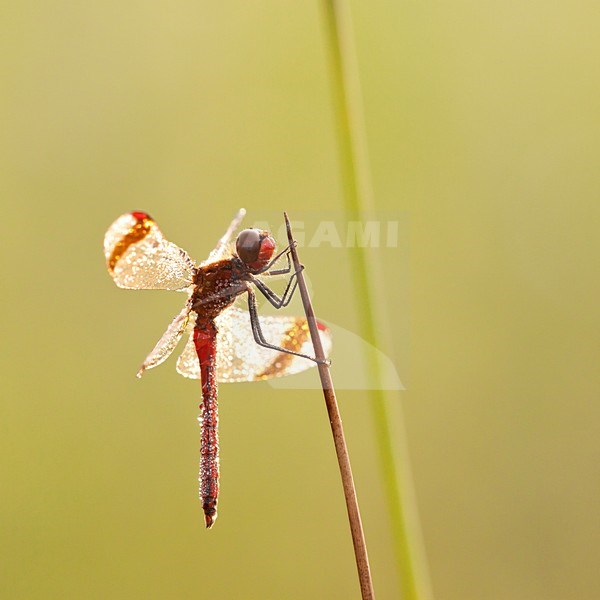 Bandheidelibel nat van de dauw; Banded darter wet from the dew stock-image by Agami/Theo Douma,