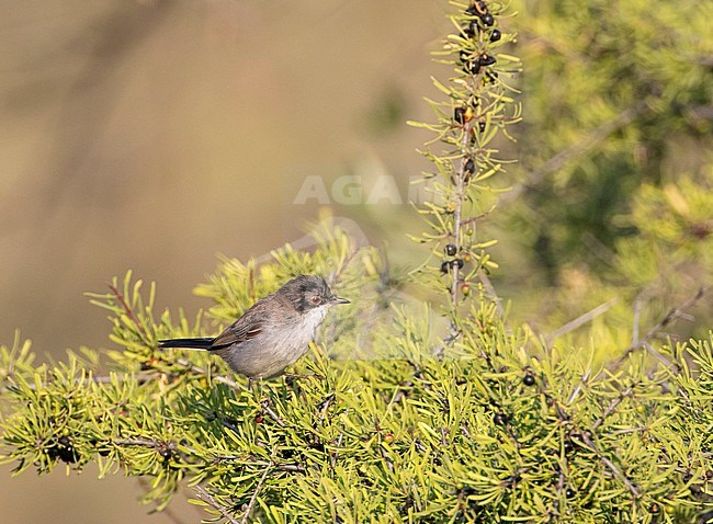 Male Sardinian Warbler (Sylvia melanocephala) in worn plumage at the end of summer stock-image by Agami/Edwin Winkel,
