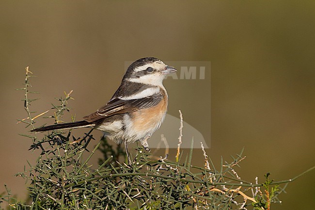 Masked Shrike - Maskenwürger - Lanius nubicus, Cyprus, adult female stock-image by Agami/Ralph Martin,