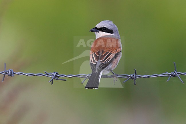 Grauwe Klauwier mannetje zittend op prikkeldraad; Red-backed Shrike male perched on barbed wire stock-image by Agami/Daniele Occhiato,